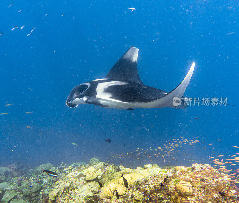 远洋蝠鲼(Manta birostris)游过清洁站。在世界自然保护联盟的红色名单中，这些优雅的动物正在成为野外罕见的景象。